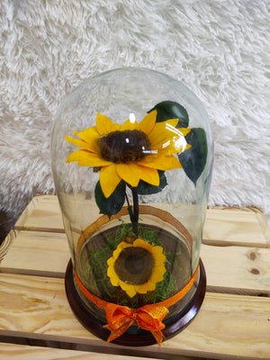 URNA DE CRISTAL XL CON DOS HERMOSOS GIRASOLES PRESERVADOS