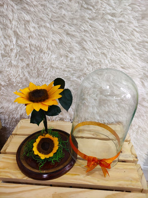 URNA DE CRISTAL XL CON DOS HERMOSOS GIRASOLES PRESERVADOS