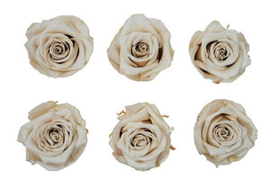 Medium: Ivory Rosas Preservadas  * 6 Cabezas de rosas
