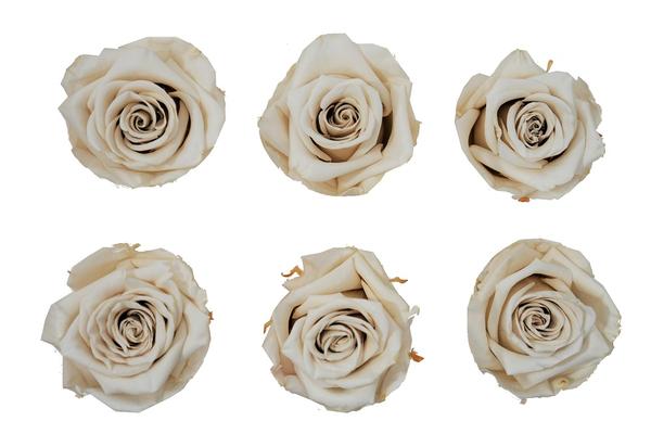 Large: Ivory Rosas Preservadas  * 6 Cabezas de rosas