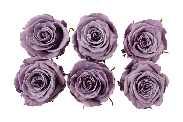 Large: Lavender Rosas Preservadas  * 6 Cabezas de rosas