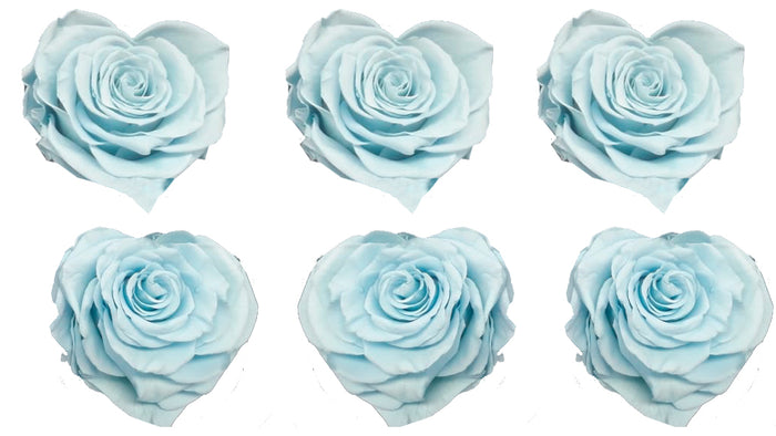 Corazón Large: Baby Blue Heart Rosas Preservada * 6 cabezas de rosas