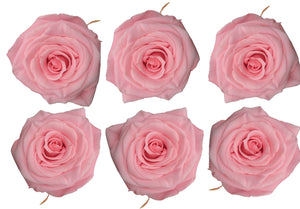 Large: Light Pink Rosas Preservada * 6 cabezas de rosas