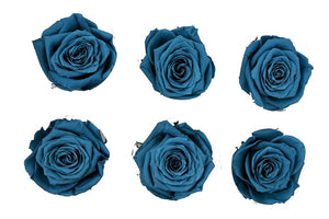 Large: Marine Blue Rosas Preservada * 6 cabezas de rosas