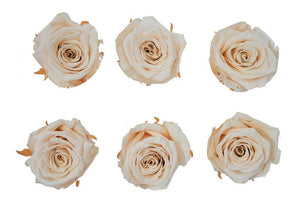 Large: Nude Rosas Preservadas * 6 Cabezas de rosas