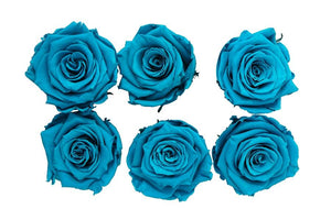 Medium: Ocean Blue Rosas Preservadas * 6 cabezas de rosas