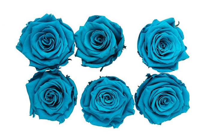 Large: Ocean Blue Rosas Preservadas * 6 cabezas de rosas