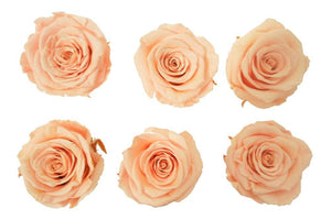 Medium: Peach  Rosas Preservadas * 6 Cabezas de rosas