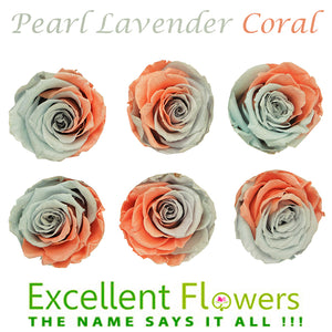 Medium: Pearl Lavender Coral Rosas Preservadas * 6 cabezas de rosas