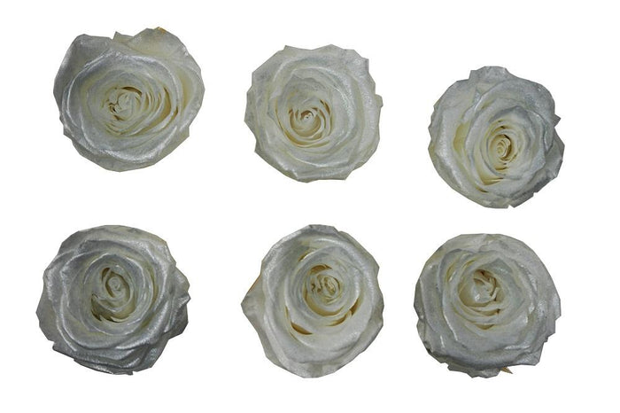 Large: Pearl White Rosas Preservadas * 6 cabezas de rosas