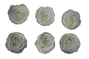 Medium: Pearl White Rosas Preservadas * 6 cabezas de rosas