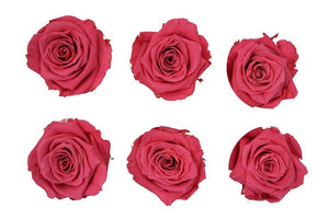 Large: Pink  Rosas Preservadas * 6 cabezas de rosas