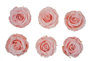 Medium: Pink Coral Rosas Preservadas * 6 Cabezas de rosas