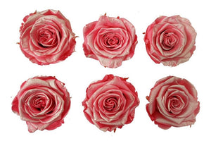 Large: Pink Metallic  Rosas Preservadas * 6 cabezas de rosas