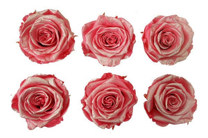 Medium: Pink Metallic  Rosas Preservadas * 6 cabezas de rosas