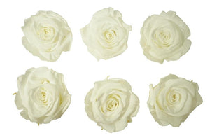 Medium: Pure White  Rosas Preservadas * 6 cabezas de rosas