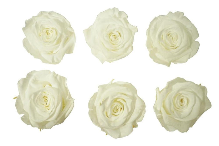 Large: Pure White  Rosas Preservadas * 6 cabezas de rosas