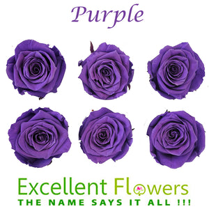 Medium: Purple Rosas Preservadas * 6 cabezas de rosas