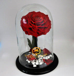 URNA DE CRISTAL XL CON UNA HERMOSA ROSA PRESERVADA JUMBO RED BRIGHT