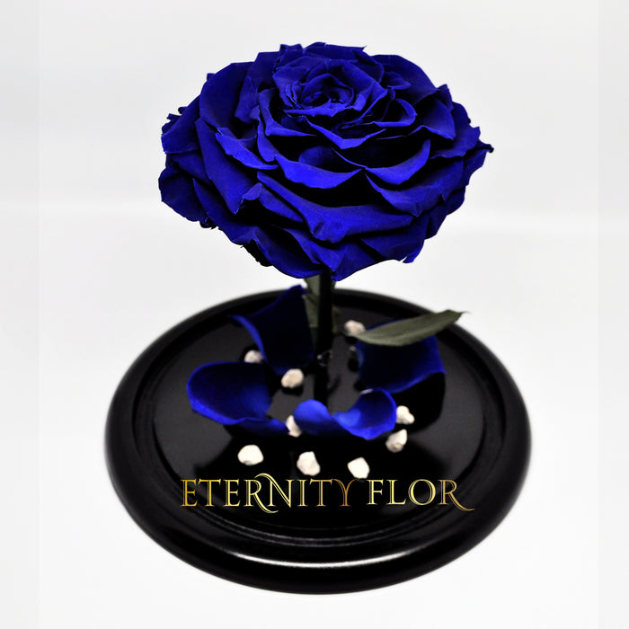 URNA DE CRISTAL L CON UNA HERMOSA ROSA PRESERVADA JUMBO AZUL ROYAL BLUE