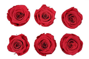 Medium: Red Coral Rosas Preservadas * 6 cabezas de rosas