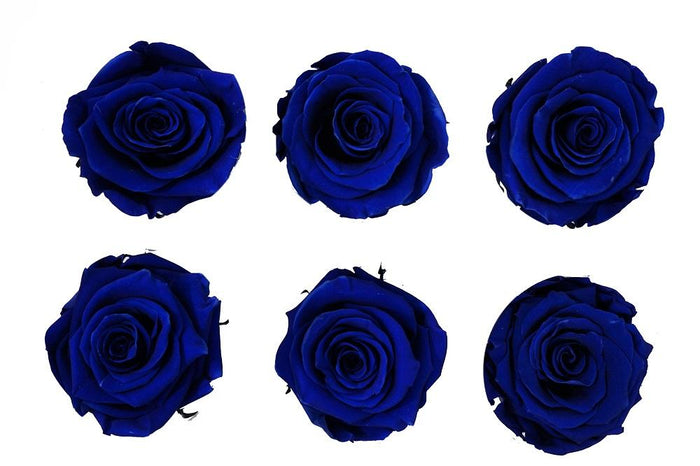 Large: Royal Blue Rosas Preservadas * 6 Cabezas de rosas