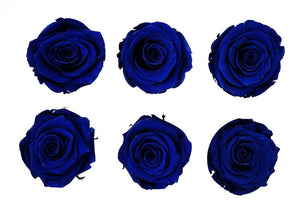Medium: Royal Blue Rosas Preservadas * 6 Cabezas de rosas