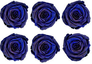 Medium: Royal Blue Pearl Rosas Preservadas * 6 cabezas de rosas