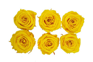 Medium: Sun Yellow Rosas Preservadas * 6 cabezas de rosas