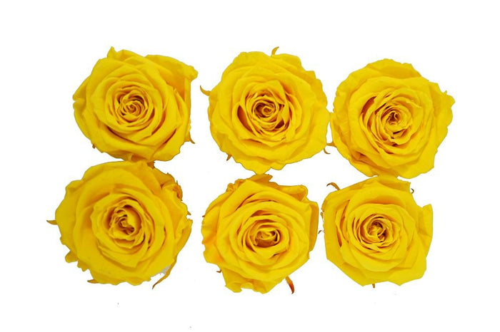 Large: Sun Yellow Rosas Preservadas * 6 cabezas de rosas