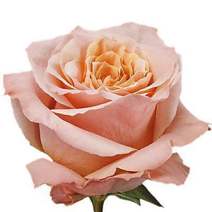 Shimmer Rose | Ecuadorian roses