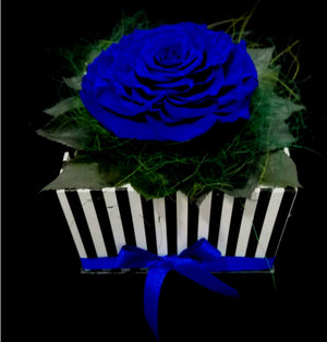 ARREGLO FLORAL EN CAJA CUADRADA CON UNA HERMOSA ROSA PRESERVADA JUMBO ROYAL BLUE