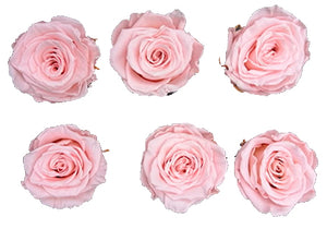 Medium: Baby Blush Rosas Preservadas * 6 Cabezas de rosas