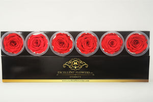 Medium: Bright Red Rosas Preservadas * 6 Cabezas de Rosas