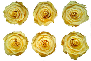 Medium: Butterscotch  Rosas Preservada * 6 cabezas de rosas