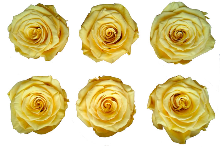 Large: Butterscotch Preservada * 6 cabezas de rosas