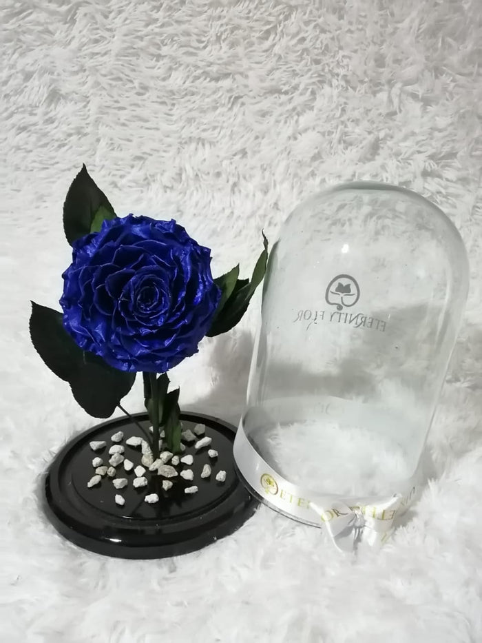 URNA DE CRISTAL XL CON UNA HERMOSA ROSA PRESERVADA ROYAL BLUE METALLIC JUMBO