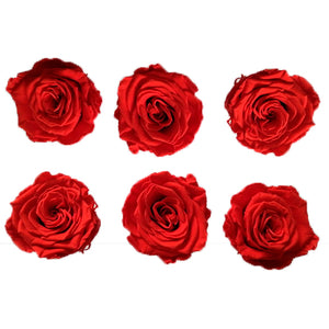 Medium: Cherry Red Rosas Preservadas  * 6 Cabezas de rosas
