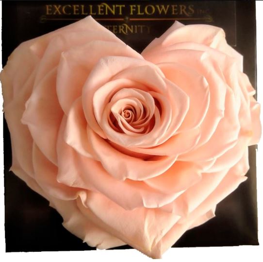 Corazón Coral Jumbo Rosa Preservada 007