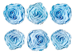 Medium: Dark Baby Blue Rosas Preservadas * 6 Cabezas de rosas