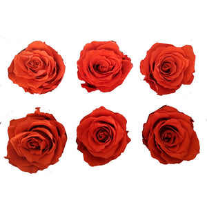 Medium: Dark Orange Rosas Preservadas * 6 Cabezas de rosas