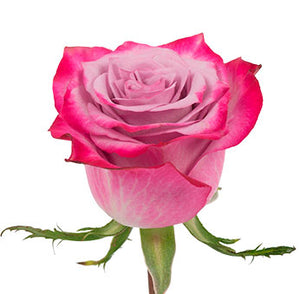 Bouquet 50 rosas Deep Purple 