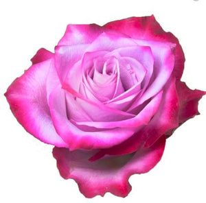 Deep purple Ecuadorian rose