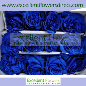 Blue Tinted Rose