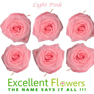 Medium: Light Pink Rosas Preservadas  * 6 Cabezas de rosas