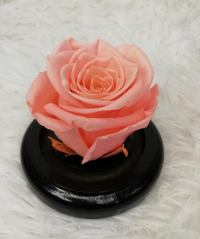 URNA DE CRISTAL XS CON UNA HERMOSA MINI ROSA PINK PRESERVADA