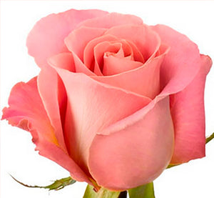 Bouquet 50 rosas Hermosa