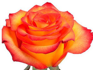 high magic Ecuadorian rose