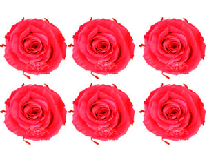 Medium: Hot Pink Rosas Preservadas * 6 cabezas de rosas