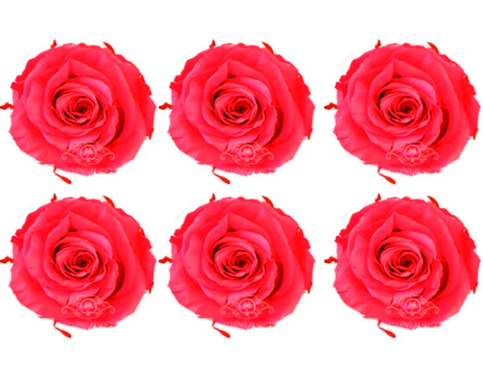 Large: Hot Pink Rosas Preservadas * 6 cabezas de rosas